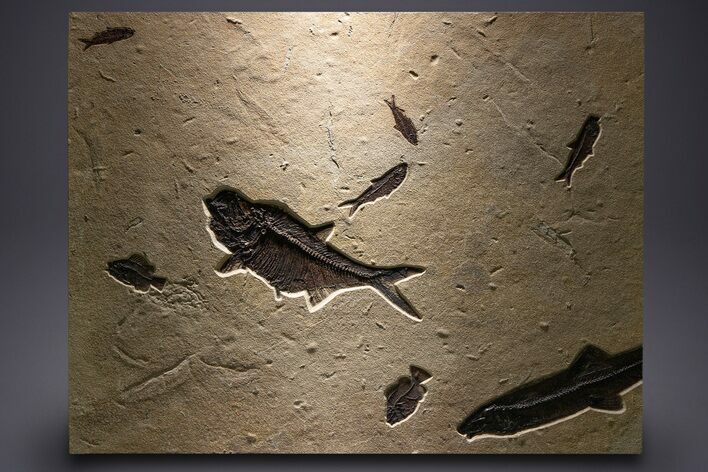 Green River Fossil Fish Mural with Large Diplomystus #382730